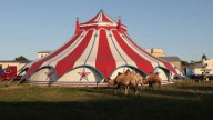 Horror as acrobat falls to her death from trapeze at German circus in front of 80 spectators
