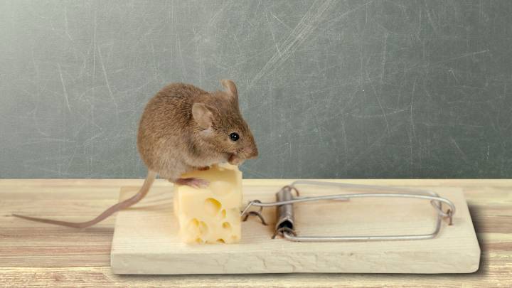 Do mice like cheese? Pest experts debunk 3 common myths about having a mouse in your home