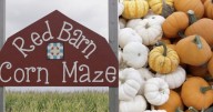 From corn mazes to pumpkins: local businesses prep for fall season