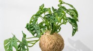 Plantas saludables: consejos para cuidarlas todo el año