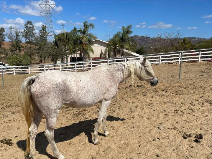 Death of horse at North County ranch leads to two others being impounded