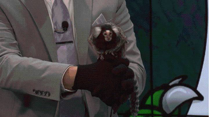 Raptor Con celeb guests bring animals to Daybreak for feature