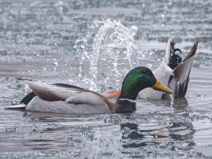 Public hearing into proposed Minnow Lake apartment complex deferred