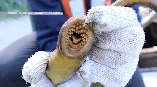 Invasive species are draining Canada’s economy; here’s what you can do to help