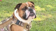 Bulldog mascot brings spirit, legacy to 3rd Infantry Division