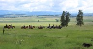 Horse law shields Paws Up luxury ranch from doctor's lawsuit, Montana Supreme Court rules