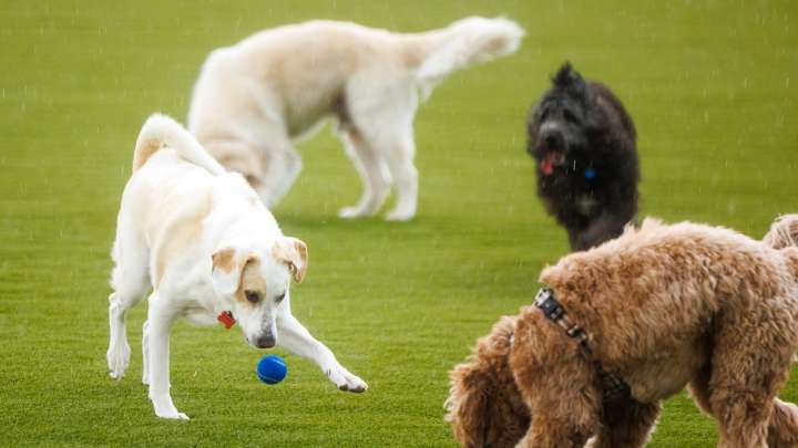New AZ law requires owners to share contact information after dog bite