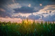Two-year-old girl found safe after wandering off into corn field