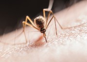 First human case of West Nile virus in Rockland County this year