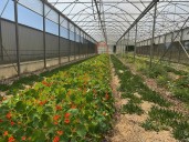 Exploring 'derma-botanics': A new buzzword in beauty
