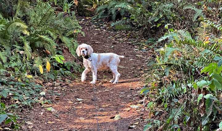 Travels with Charlie:  Nice day for a Forest Walk