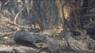 Dry weather sparks wildfire concerns across Tangipahoa and St. Helena parishes