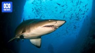 Rare good news for critically endangered east coast grey nurse sharks