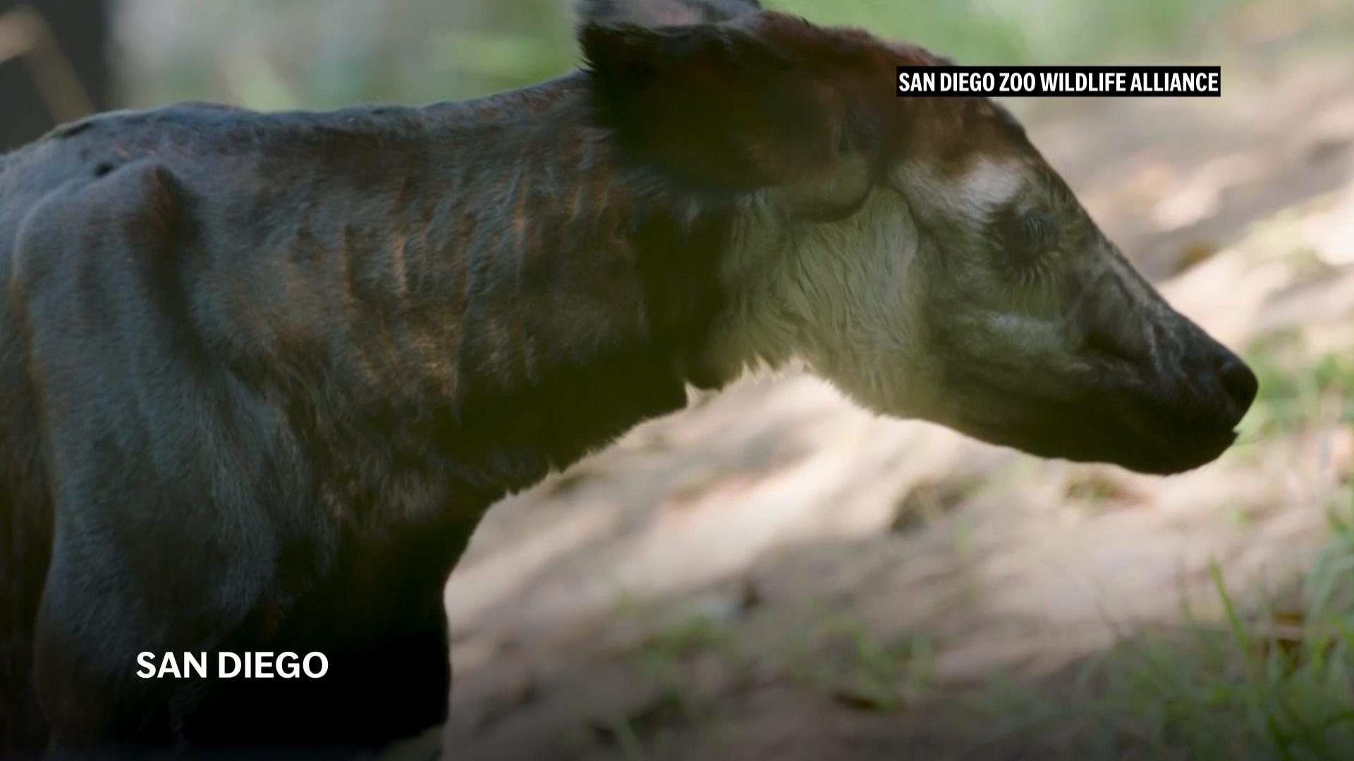 Endangered okapi born at San Diego Zoo
