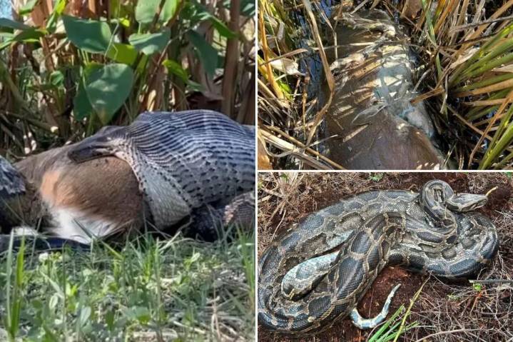 Greedy Burmese python pukes up a whole deer in Florida: scientists