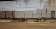 ¿Sabe usted que tras los incendios, lo de los jabalíes empieza a preocupar?