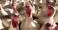 With first detection since April, Minnesota's battle with bird flu resumes