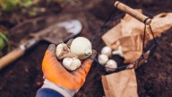The Very Best Time To Plant Allium Bulbs In Your Garden For A Tasty Summer Harvest