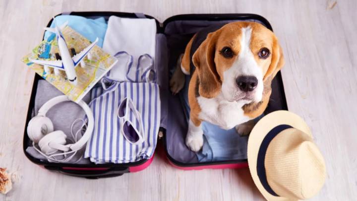 ¿Viajas con tu mascota? Italia anuncia un novedoso impuesto para luchar contra el turismo masivo