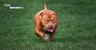 Girl mauled to death by XL bully 'Biggie' in caravan as mum finds dog 'covered in blood'