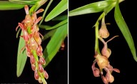 Colombia suma una joya botánica: descubren en la Sierra Nevada nueva especie de orquídea