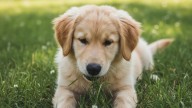 Que significa que tu perro coma pasto, según un veterinario