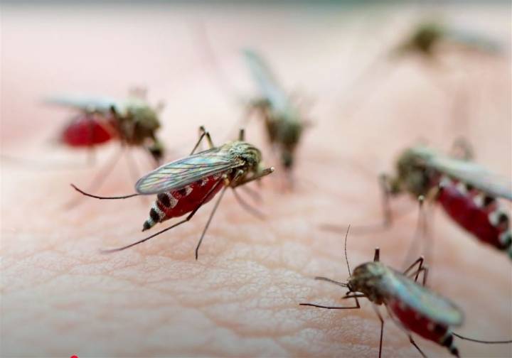 Third human case of West Nile virus confirmed