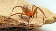 Vuelve el calor y las arañas de rincón: cómo combatirlas sin productos químicos ni espirales