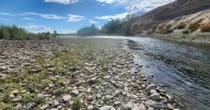 Big Hole advocates puzzled by FWP's decision to reopen fishing on two sections