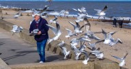 Councils to receive £100,000 of funding in bid to control seagulls