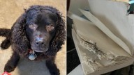 Wisconsin Library Forgives Damage Fees When Patrons Show The Dog That Ate The Book