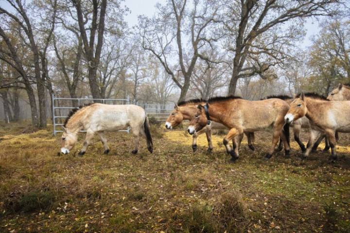 Wild horses return to Spain’s Iberian highlands after 10,000 years