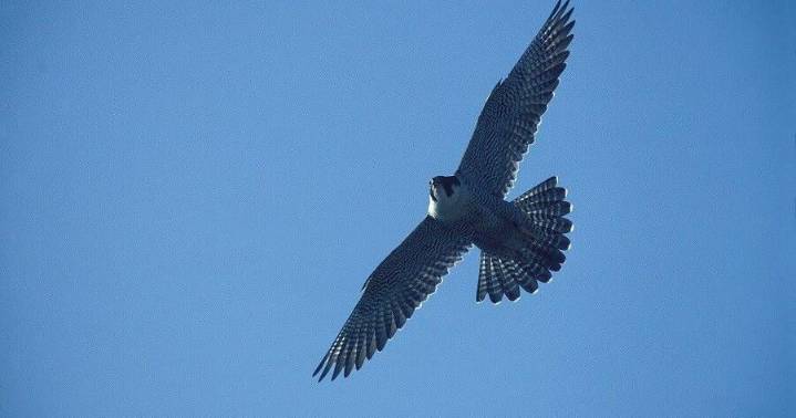 Yellowstone Valley Audubon offers raptor identification talk Sept. 18