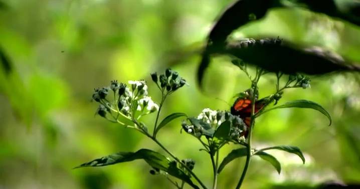 Tennessee habitats restored to help monarchs spread their wings amid threat of endangered status