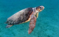 Tulum se prepara para el 23º Festival de la Tortuga Marina
