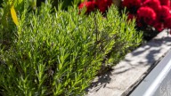 Should You Divide Your Rosemary Plants? What Every Gardener Needs To Know