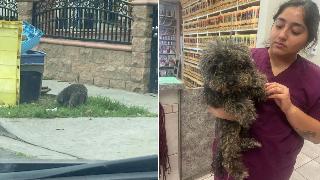 California Stray Dog Roams Streets Hungry And Alone—Rescuers Can’t Believe What’s Stuck To His Coat
