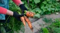 Massive Carrot Grown By Amateur Gardener Wows The Internet: 'An Absolute Unit'