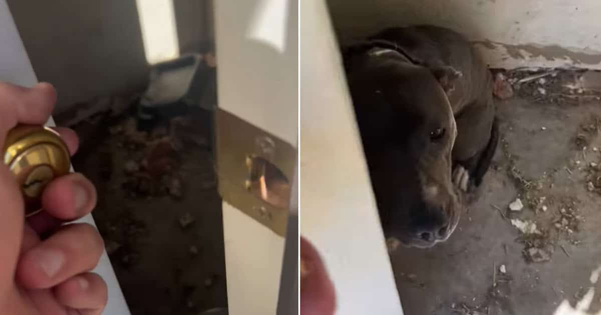 Frightened Dog Trapped in Vacant House Rescued by Cop