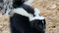 McKay School in Fitchburg closed after skunk sprays classroom