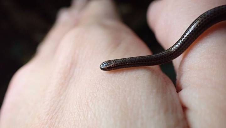 Secretive And Super-Hard To Spot: Meet The Smallest Snake In The World