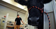 Oklahoma State veterinary school renovations include new animal hospital in plans