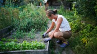 Gardener Spots Surprise Visitors On Plants: 'I Didn't Think Gardening Came With A Free Show'