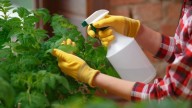 El aliado oculto en tu cocina que protege las plantas de tu jardín y te ahorra de gastar en productos caros