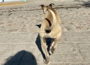 Ya está lista la propuesta para actualizar Reglamento de Protección Animal