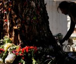 Son creyentes del árbol