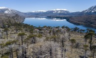 Registran episodios de mortalidad masiva de árboles en bosques patagónicos
