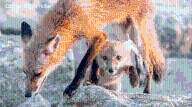 Legal battle continues over Dauphin Island's wildlife management