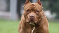 Una mujer se queda sin piernas y brazos tras el ataque de un perro