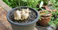 Jengibre en maceta: el truco fácil para hacerlo crecer en solo 15 días
